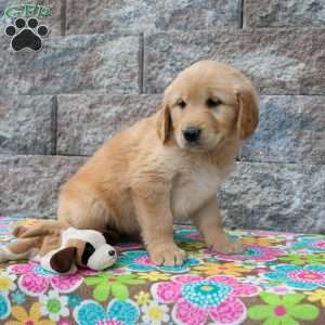 Wendy, Golden Retriever Puppy